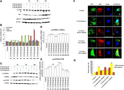 Pharmacological Activation of Autophagy Restores Cellular Homeostasis in Ultraviolet-(B)-Induced Skin Photodamage